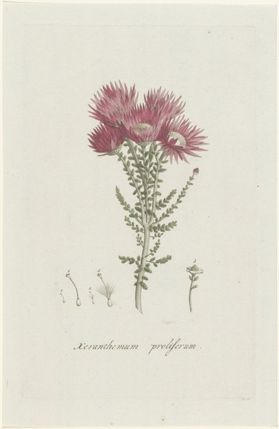 Phaenocoma prolifera Xeranthemum proliferum (otsikko esineessä) tekijältä Hendrik Schwegman