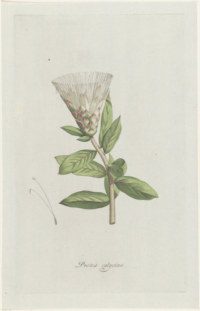 Protea Protea calycina (otsikko esineessä) tekijältä Hendrik Schwegman