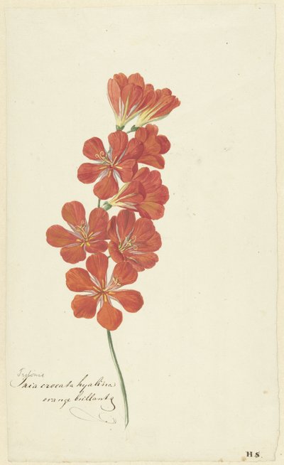 Tritonia Crocata (Flame Freesia) tekijältä Hendrik Schwegman