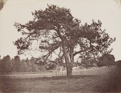 Hamiltonin palatsin puisto (Parasol Pine), n. 1858 (kuva) tekijältä Henri Charles de Rostaing