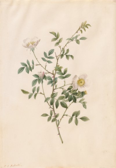 Brier Bush Rose tai Dog Rose Rosa Sepium Rosea, 1817-1824. tekijältä Pierre Joseph Redouté
