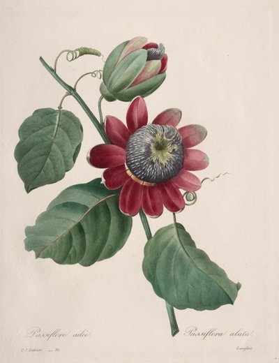 Valinta kauneimmista kukista...kauneimmista hedelmistä: Passiflore ailee, 1827. tekijältä Pierre Joseph Redouté
