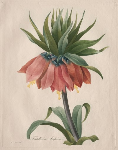 Crown Imperial Fritillary, 1827. tekijältä Pierre Joseph Redouté