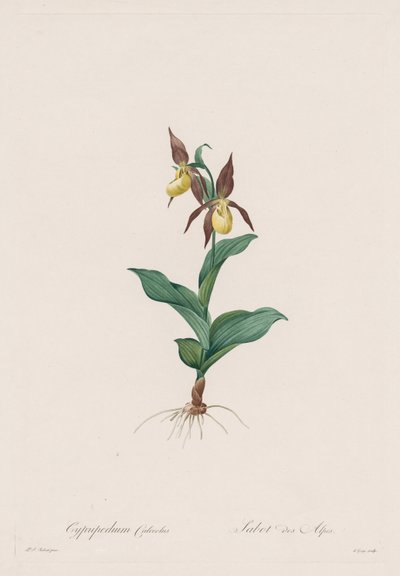 Les Liliacées: Cypripedium-kenkä, 1802-1816. tekijältä Pierre Joseph Redouté
