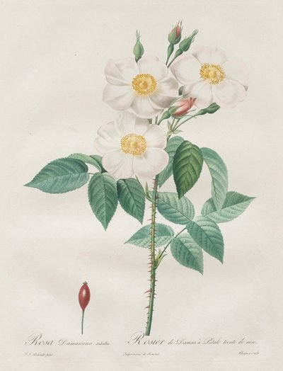 Les Roses: Rosa Damascena, subalba, 1817-1824. tekijältä Pierre Joseph Redouté