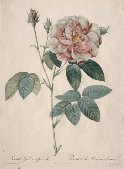 Les Roses: Rosa Gallica, 1817-1824. tekijältä Pierre Joseph Redouté