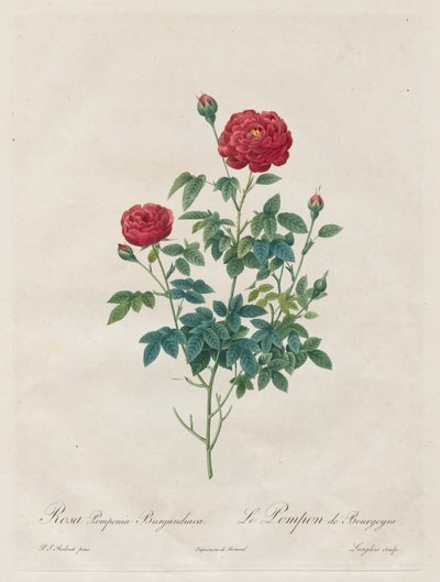 Pompon-Rose, 1817-1824 von Pierre Joseph Redouté