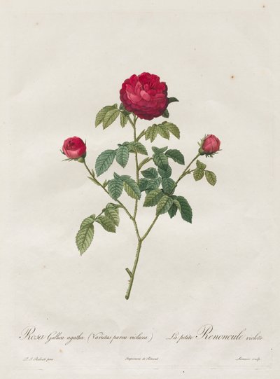 Provence tai ranskalainen ruusu, 1817-1824. tekijältä Pierre Joseph Redouté