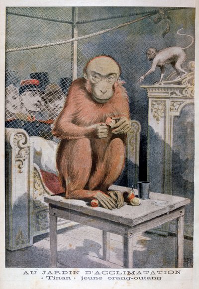 Tinan orangutan, 1896 tekijältä Henri Meyer