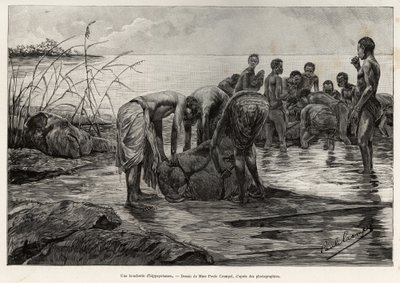 Virtahepo lihakauppa Keski-Afrikan joen rannalla. Henri Thiriatin kaiverrus havainnollistamaan Albert Neboutin (1862-1939) tarinaa "La mission Crampel", vuonna 1890 Le tour du Mondessa 1892, ohjaajana Edouard Charton (1807-1891), Hachette, Pa. tekijältä Henri Thiriat