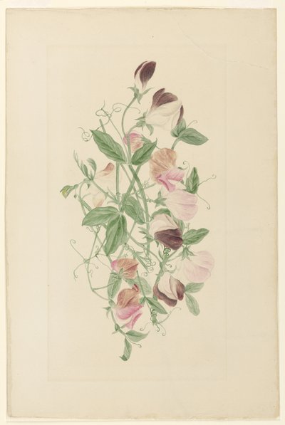 Makeat herneet tekijältä Henrietta Benson Homer