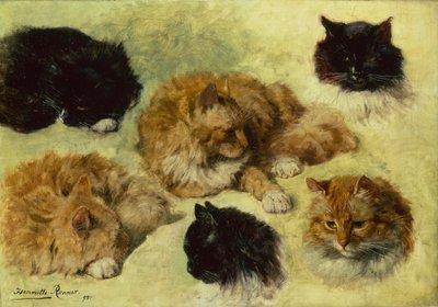 Kissojen tutkimukset tekijältä Henriëtte Ronner Knip