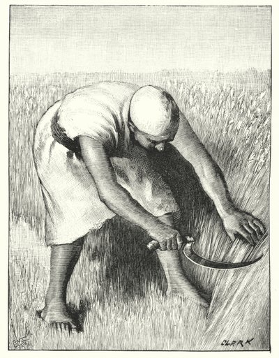 Korjuu idässä (litho) tekijältä Henry Andrew Harper