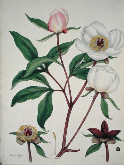 Paeonia Albiflora, julkaisusta "The Botanist