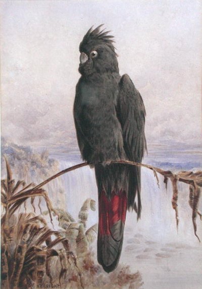 Australian Red-Tailed Black Cockatoo (akvarelli ja vartaloväri paperille) tekijältä Henry Bright