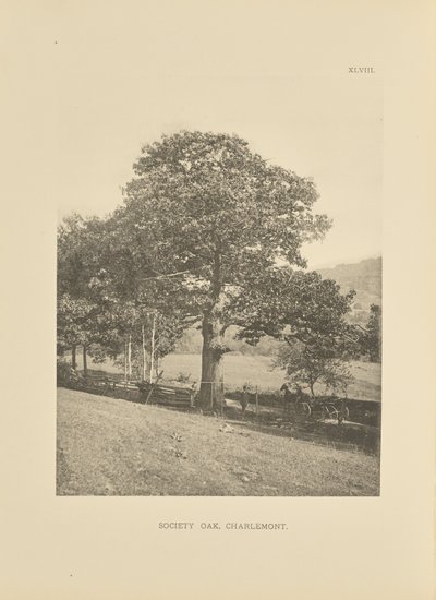 Society Oak, Charlemont tekijältä Henry Brooks