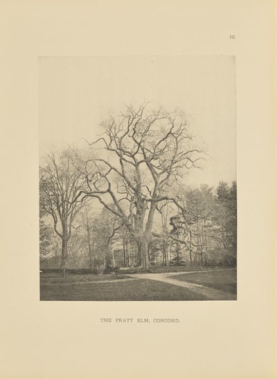 Pratt Elm, Concord tekijältä Henry Brooks