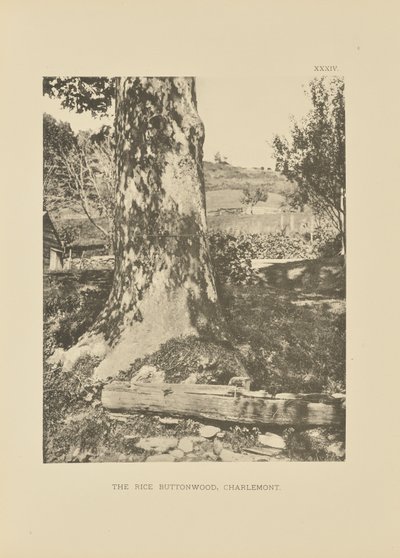 Rice Buttonwood, Charlemont tekijältä Henry Brooks