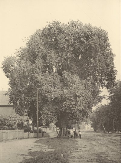 Whittemore Elm, Arlington tekijältä Henry Brooks