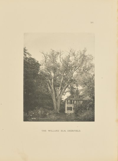 The Willard Elm, Deerfield tekijältä Henry Brooks