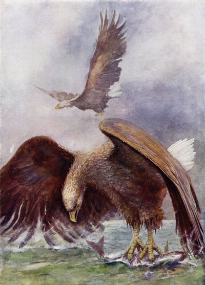 Merikotkan kalastus tekijältä Henry Charles Seppings Wright