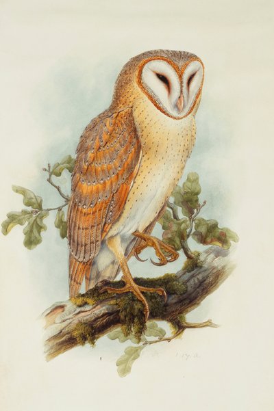 Pöllö, tekijältä Henry Constantine Richter