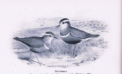 Dotterells, Nature in Britain, julkaissut Collins, 1946. tekijältä Henry Constantine Richter