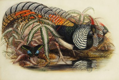 Lady Amherstin fasaani, tekijältä Henry Constantine Richter