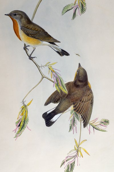 Punarintainen kärpässieppo (Ficedula parva), Birds of Great Britain tekijältä Henry Constantine Richter