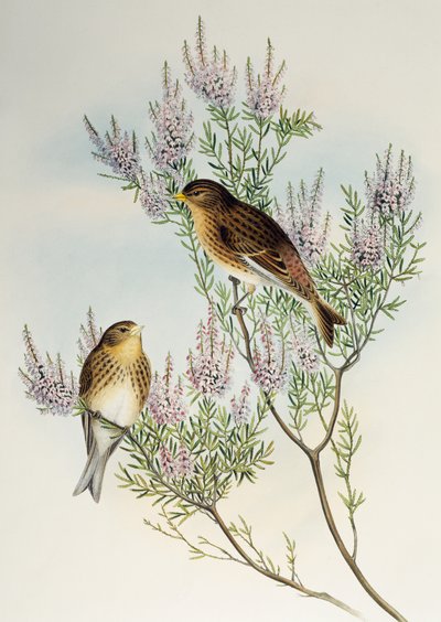 Twite (Carduelis flavirostris), Birds of Great Britain -lajista tekijältä Henry Constantine Richter