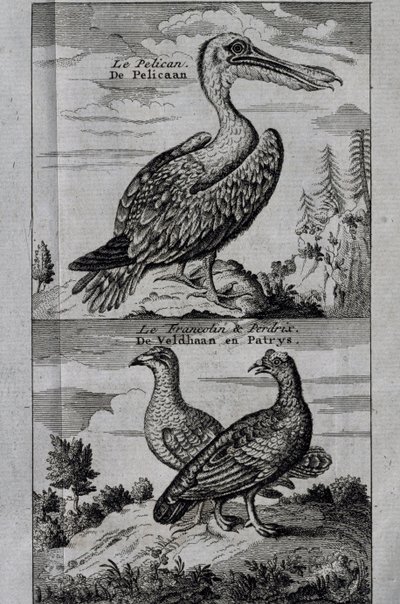 Pelikaani, Hazel Grouse ja Partridge, kaiverrus matkasta Hudson