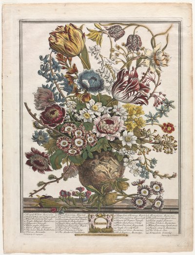 12 kuukautta kukkia: maaliskuu 1730. tekijältä Henry Fletcher