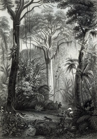 J. Bishopin kaivertama kohtaus brasilialaisessa metsässä tekijältä Henry George Hine