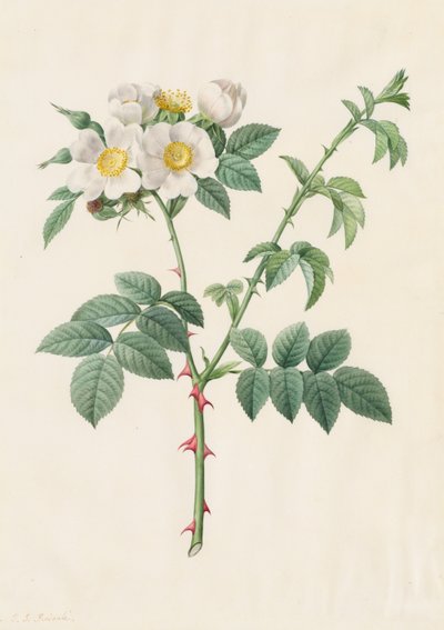 Brier Bush Rose tai Dog Rose (Rosa Leucantha) tekijältä Henry Joseph Redouté