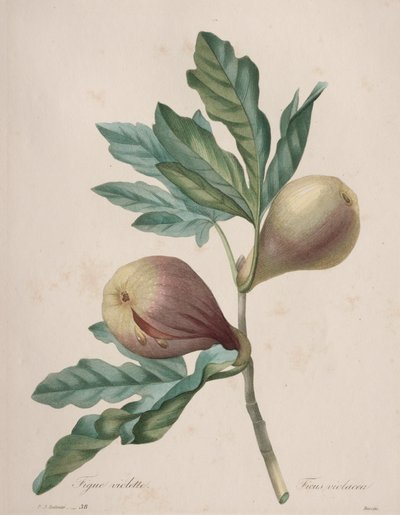 Valinta kauneimmista kukista...kauneimmista hedelmistä: Violet Fig tekijältä Henry Joseph Redouté