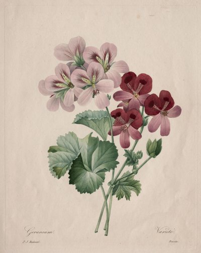 Geranium tekijältä Henry Joseph Redouté