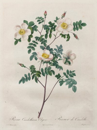 Les Roses: Rosa Candolleana Elegans tekijältä Henry Joseph Redouté