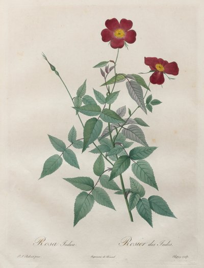 Ruusut: Rosa indica tekijältä Henry Joseph Redouté