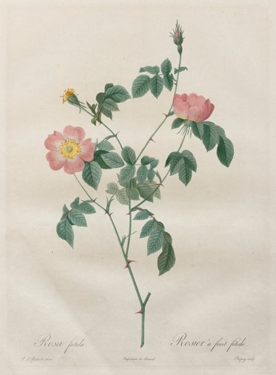 Ruusut: Rosa indica tekijältä Henry Joseph Redouté