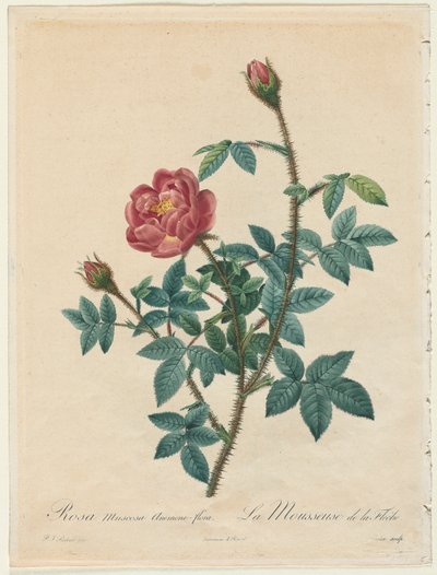 Moss Rose tekijältä Henry Joseph Redouté