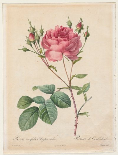 Rosa Centifolia Anglica Rubra tekijältä Henry Joseph Redouté