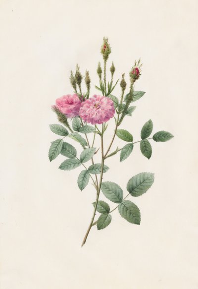 Rosa Pomponiana Muscosa tekijältä Henry Joseph Redouté