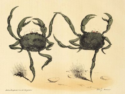 Fantastic Dance from La Caricature, pub. 1831 litografia, 1831. tekijältä Henry Monnier
