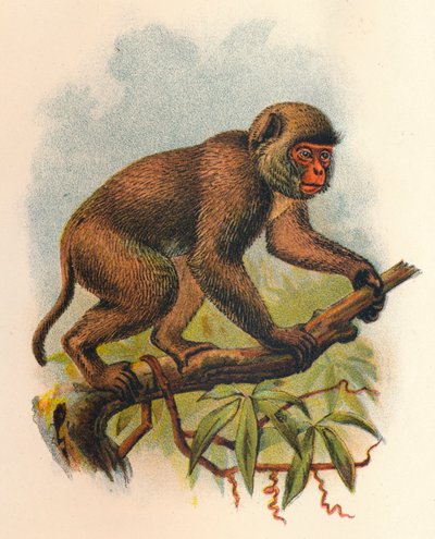 St. Johns Macaque, 1897 tekijältä Henry Ogg Forbes