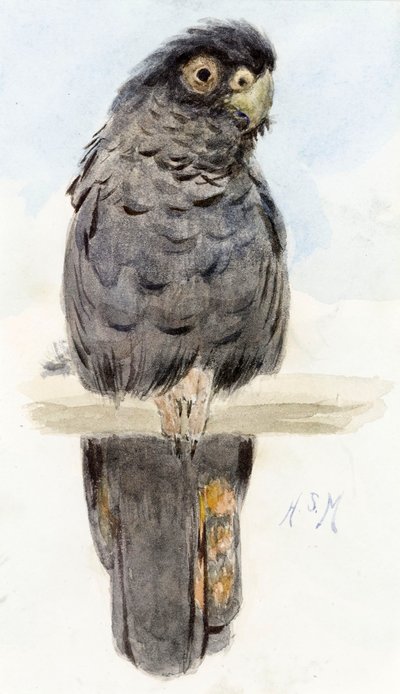 Musta kakadu, n. 1890 tekijältä Henry Stacey Marks