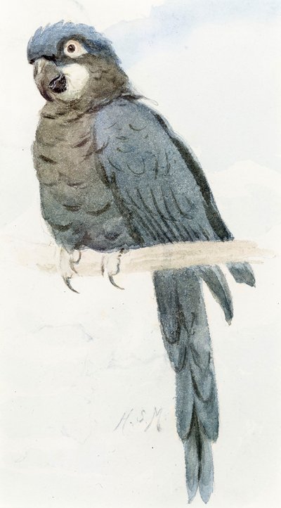 Hyasinttiharakka, noin 1890 tekijältä Henry Stacey Marks