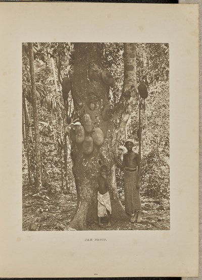 Jak Fruit tekijältä Henry W. Cave