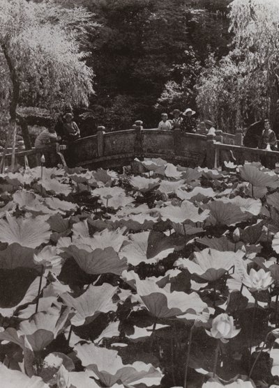 Lotus-Pond (m/w kuva) tekijältä Herbert Ponting