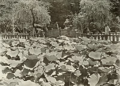 Lotus Pond, 1910. tekijältä Herbert Ponting