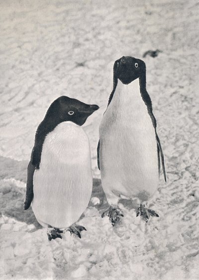 Adélie Penguins -pari, c1911, 1913 tekijältä Herbert Ponting